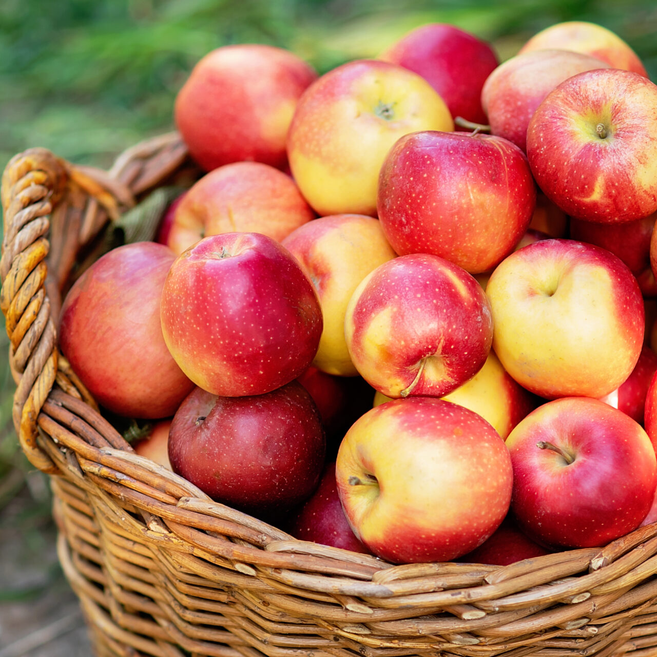 Apple harvest. Ripe red apples in basket on green grass. Orchard. Garden. harvesting on farm